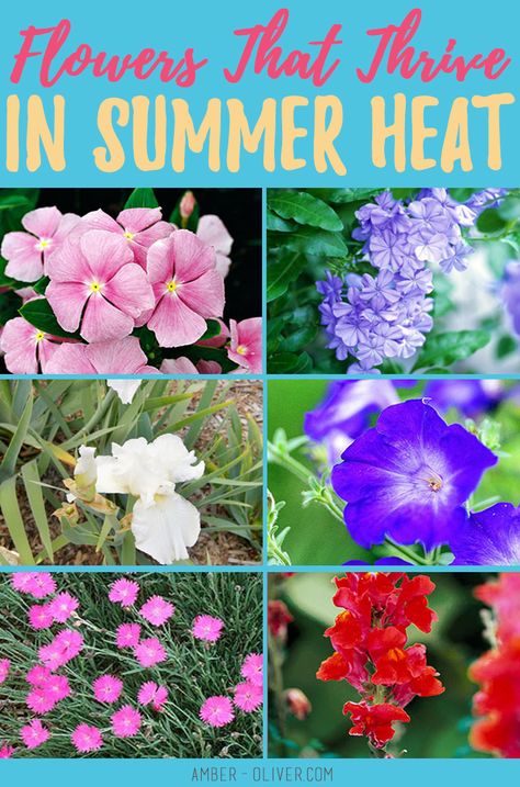 Flowers that thrive in summer heat! What we planted and how it did in Houston, TX summer! (Zone 9) Gardening Beginners, Heat Tolerant Flowers, Full Sun Container Plants, Full Sun Flowers, Summer Flowers Garden, Full Sun Perennials, Sun Loving Plants, Full Sun Plants, Sun Perennials