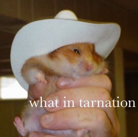 Bryce Core, Hamster Memes, Funny Mouse, Funny Hamsters, A Hamster, Cute Animal Memes, Cute Rats, Hams, Cute Hamsters