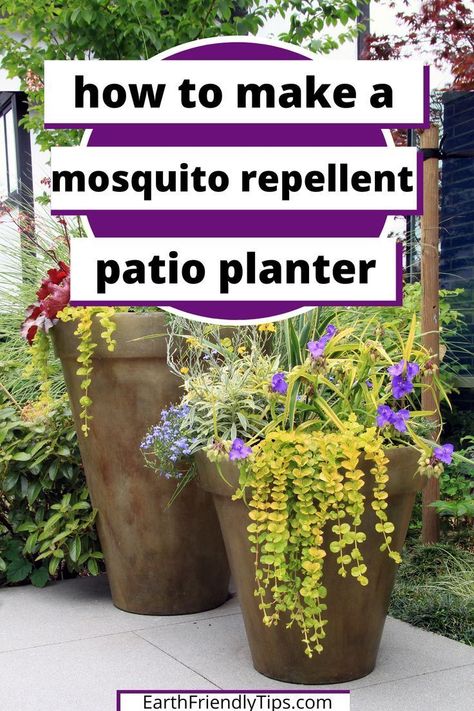 How To Arrange Plants In Garden, Plants That Repel Mosquitos, Plants That Repel Flies, Plants That Repel Mosquitoes, Insect Repellent Plants, Diy Mosquito Repellent, Plants That Repel Bugs, Mosquito Plants, Grafting Plants