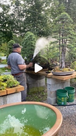 Bonsai Society on Instagram: "Bonsai watering is an art  🚿Bonsai master @davideasterbrookbonsai   #bonsai #bonsaisociety #bonsaiwatering #plantsinfocus #treecare #treeoflife #plantparent #davideasterbrook #bonsaitree #forest #cultivation #bonsaigram" Jade Bonsai, Bonsai Forest, Bonsai Art, Staying Hydrated, Tree Care, Bonsai Garden, Bonsai Pots, Bonsai Tree, Tree Of Life