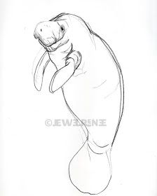 Manatee Drawing, Baby Manatee, Cute Manatee, Manatee Art, Draw Christmas, Drawing Pics, Cow Drawing, 2b Pencil, Manatees