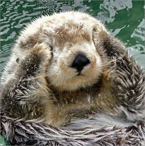 Otters Cute, 강아지 그림, Pretty Animals, Cute Animals Images, Sea Otter, Silly Animals, Fluffy Animals, Cute Wild Animals, Cute Animal Photos