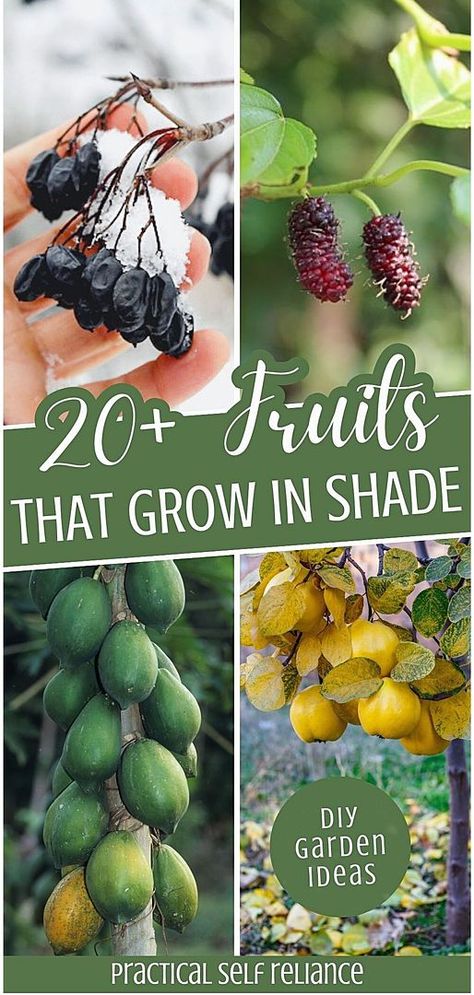 Dive into 20+ Fruits That Grow in Shade, a part of our DIY Garden Ideas at practicalselfreliance.com. These fruits are ideal for shaded gardens, offering perennial options like blackberries and cherries. Plant once and reap the rewards for years, making the most of your shaded garden areas. Perfect for those looking to cultivate a fruitful garden in limited sunlight. Find more Edible Garden Ideas, Gardening for Beginners, and Organic Gardening Tips. Garden Ideas Trees, Things To Plant In A Garden, Garden Fruits And Vegetables, Fruit Garden Layout, Beginner Garden, Shaded Garden, Diy Garden Ideas, Fruit Tree Garden, Food Forest Garden