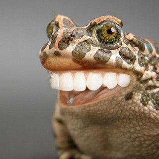 Really Happy Frog | Flickr - Photo Sharing! Screaming Frog, Funny Photos Of People, Cool Photoshop, Dental Fun, Funny People Pictures, Dental Facts, Big Teeth, Frog Pictures, Funny Photoshop