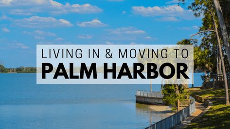 Palm Harbor Florida, Florida Weather, Crystal Beach, Tampa Bay Area, Charter School, Beaches In The World, Gulf Of Mexico, Florida Home, Florida Beaches