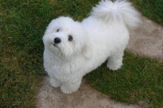 Puppy Cut , 7 Cute Coton De Tulear Puppy Cut In Dog Category Coton De Tulear Puppy, Coton De Tulear Dogs, Biological Science, Puppy Friends, Puppy Cut, Dog Haircuts, Coton De Tulear, Havanese Puppies, Havanese Dogs