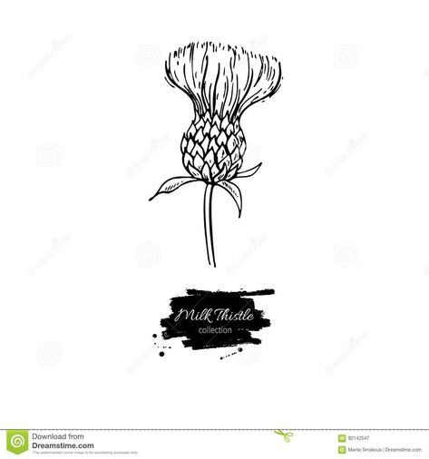 Milk Thistle Flower Vector Drawing Set. Isolated Wild Plant And Leaves. Herbal Engraved Style Illustration Stock Vector - Illustration of black, leaf: 92142547 Milk Thistle Illustration, Herb Illustration, Flower Vector, Thistle Flower, Flower Icons, Milk Thistle, Wild Plants, Vector Drawing, Drawing Set