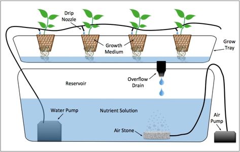 What Are The Types Of Hydroponics Systems? - Smart Garden Guide Hydroponics Gardening, Misting System, Aquaponics Fish, Aquaponics Diy, Aquaponic Gardening, Drip System, Drip Irrigation System, Food Production, Ebb And Flow