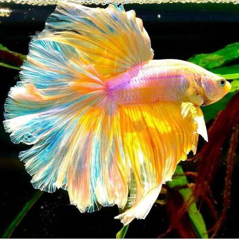 Alimentar al pez betta halfmoon Betta Tank, Betta Fish Tank, Beta Fish, Halfmoon Betta, Live Fish, Projection Mapping, Fishing Decor, Beautiful Fish, Aquascaping