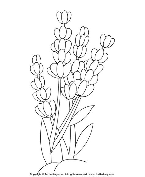 Lavender Coloring Page #Kids #Crafts #Coloring #TurtleDiary #ChildEducation Flower Drawing Tutorials, Flower Outline, Border Embroidery Designs, Lavender Flower, Butterflies Flying, Online Coloring Pages, Bullet Journal Design Ideas, Outline Drawings, Flower Coloring Pages