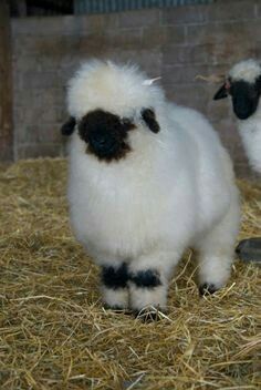 Valias Black Nose Sheep... Adoreable! Valais Sheep, Shiba Inu Puppies, Blacknose Sheep, Valais Blacknose, Valais Blacknose Sheep, Fluffy Cows, Black Nose, Sheep And Lamb, Cute Sheep