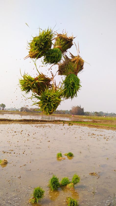 villagelife Rice Farmers, Creative Snapchats, I Love Photography, Dream Photography, Lungs, Love Photography, Pattern Wallpaper, Agriculture, Rice