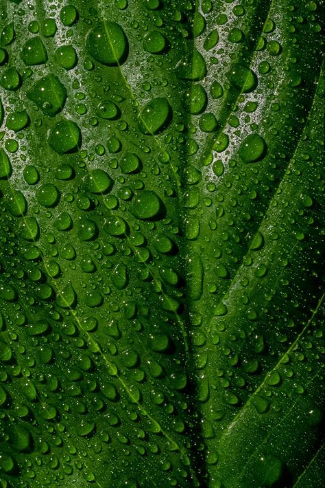 Green Tea Leaves Aesthetic, Symmetry Photography, Light Box Photography, Lash Bar, Motivation Art, A Level Photography, Product Photography Studio, Leaf Photography, Photography Trends