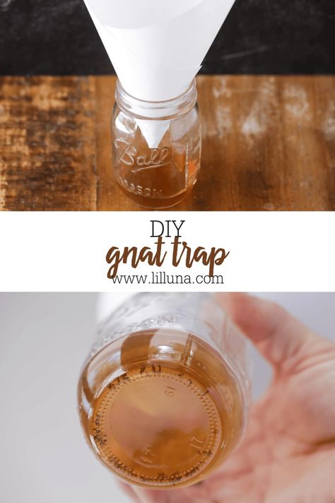 This Gnat Trap (or Fruit Fly Trap) literally takes 2 minutes to put together and works AWESOME! Say goodbye to fruit flies! #fruitflies #fruitflytrap #fruit #flies #gnattrap #gnats Apple Cider Vinegar Gnat Trap, Diy Gnat Trap Indoor, Gnat Trap Diy, Homemade Fruit Fly Trap, Gnat Trap, Gnat Traps, Fruit Fly Trap, Fruit Fly, Empty Jar