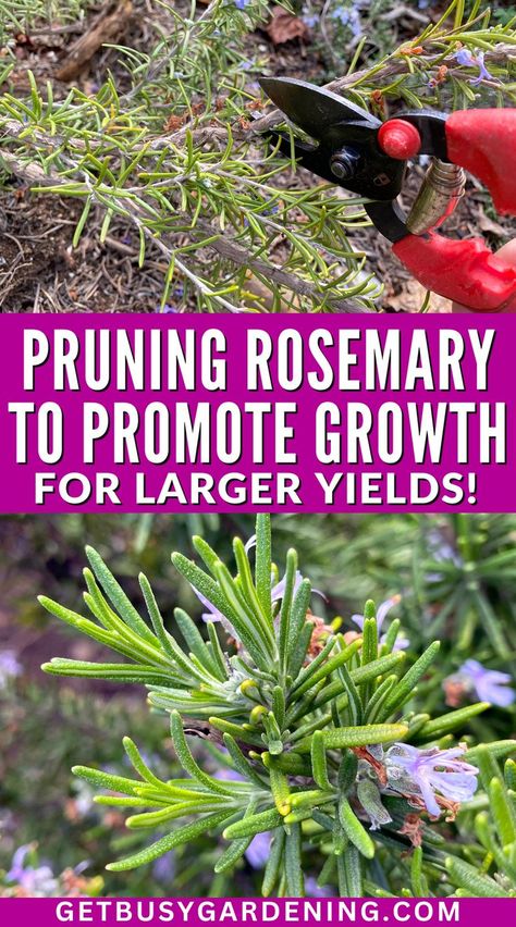 Pruning Rosemary, How To Trim Rosemary Plant, How To Prune Rosemary, Growing Rosemary Outdoors, Prune Rosemary, Rosemary Plant Care, Growing Rosemary Indoors, Pruning Plants, Growing Rosemary