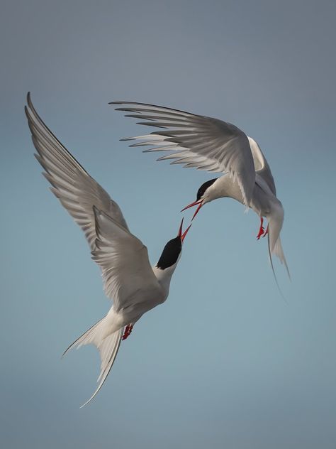 Peter Christian on Twitter: "Arctic Terns #isleofman #manxmannin #NaturePhotography https://t.co/gw5JQ8wwJT" / Twitter Arctic Tern, British Wildlife, Landscape Paintings Acrylic, Guy Pictures, Birds Flying, Flora And Fauna, Animal Photo, Great Pictures, Birds In Flight