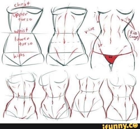 Women Abs Reference Drawing, Abs Reference Art, Abs Art Reference Female, Waist Muscles Anatomy, How To Draw Waist Female, Female Muscles Reference, Waist Anatomy Drawing, How To Draw Female Shoulders, Female With Abs Anime