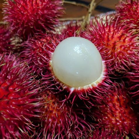 Delicious Rambutan -  Sri Lanka Seasonal Fruits https://www.srilankatravelandtourism.com/places.php  Sri Lanka Travel Tour Operator. Explore Sri Lanka with Us. Mobile-WhatsApp-Viber 94 777854022 . . . #srilanka_travel  #fruits #rambutan #srilankafruits #instafruit The Mysterious Island, Seasonal Fruits, Train Tour, Elizabeth Street, Sri Lanka Travel, Tropical Tree, Nature View, Tropical Fruits, Fruit In Season