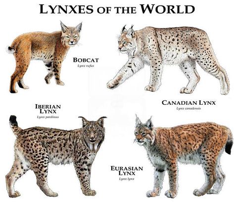 The four Lynx cats in the Lynx genus all have very short tails and tufted ears. The Lynx species of the Lynx lineage belong to the Felinae subfamily and Felidae family. The Lynx lineage is one of the five Felidae lineages that originated in North America following the first ice age 8 to 10 MYA (million years ago). Iberian Lynx, Lynx Lynx, Eurasian Lynx, Turtle Images, Small Wild Cats, Cat Species, Cat Ideas, Animal Species, Cat Training