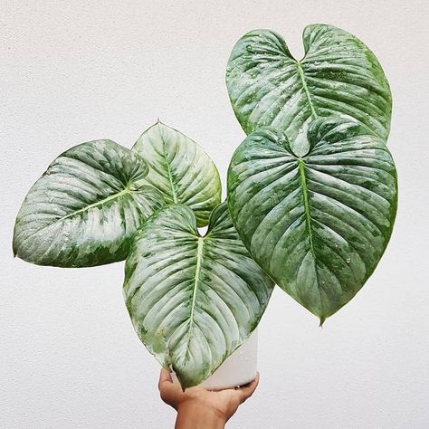 Philodendron Mamei, Philodendron Monstera, Variegated Plants, Silver Cloud, Evergreen Plants, House Plants Indoor, Propagating Plants, Pretty Plants, Plant Mom