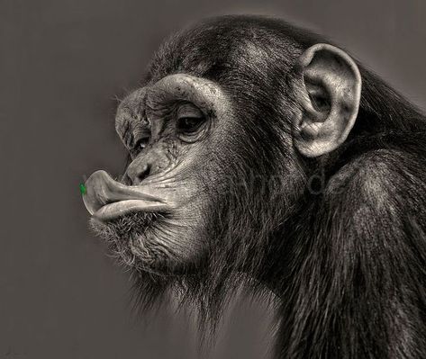 Chimpanzee Aesthetic, Chimpanzee Wallpaper, Aesthetic Monkey, Wildlife Photography National Geographic, Monkey Aesthetic, Monkey Photography, Anime Tattoo Designs, Jungle Pictures, Aesthetic Animals