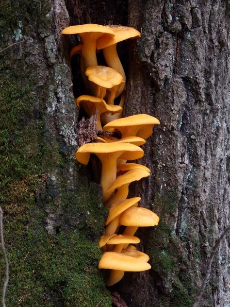 Jack O Lantern Mushroom, Goblin Witch, Fungi Photography, Forest Lantern, Mushroom Cluster, Biology Plants, Mushroom Core, Mushroom Tattoo, Tree Mushrooms