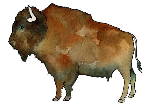 Bison Art Drawing, Buffalo Animal Drawing, Buffalo Watercolor Painting, Buffalo Illustration, Watercolor Bison Tutorial, Anna Bucciarelli, Bison Painting, Bison Watercolor, Bison Watercolor Painting