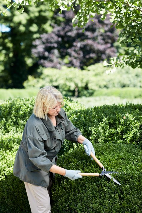 martha pruning shrubs Boxwood Hedge With Gate, Front Yard Boxwood Hedge, English Boxwood Landscaping, Green Mountain Boxwood Hedge, When To Prune Boxwood Shrubs, Boxwood Garden Front Yard, Front Porch Shrubs Curb Appeal, Simple Boxwood Landscaping Front Yard, Trim Boxwood Shrubs