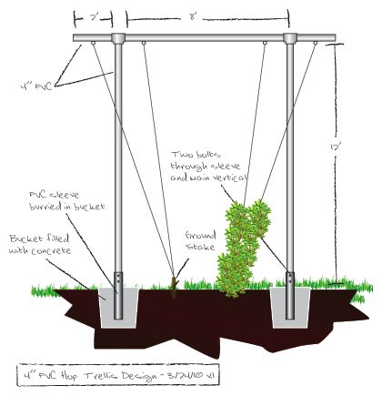 Hop-Trellis                                                                                                                            More Hop Trellis, Hops Growing, Hop Growing, Hops Trellis, Hop Farm, Growing Hops, Hops Plant, Humulus Lupulus, Beer Hops