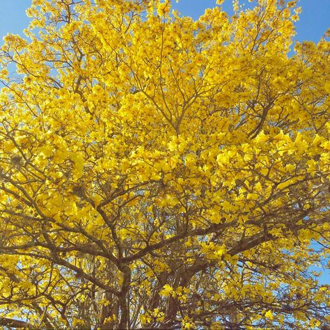 pretty tree blooming with yellow flowers instead of leaves, a spring cottagecore aesthetic Canary Yellow Aesthetic, Cottagecore Aesthetic Soft, Honeycore Aesthetic, Sunflower Meadow, Jimmy Solidarity, Yellow Cottagecore, Bee Tattoos, Yellow Ladybug, Cabin 7