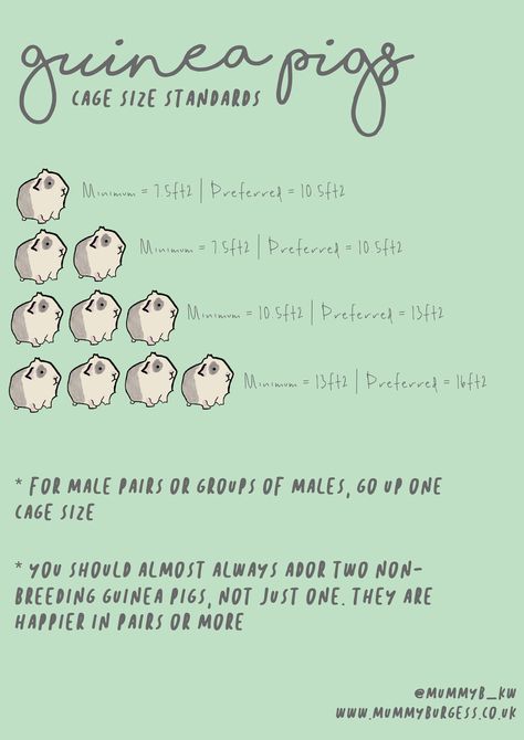 Pig Facts, Diy Guinea Pig Cage, Guinea Pig Diy, Guinea Pig House, Animals Care, Baby Guinea Pigs, Pet Guinea Pigs, Guinea Pig Toys, Guinea Pig Care