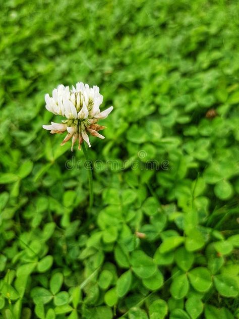 Clover Flower. Close-up image of a white clover flower #Sponsored , #paid, #SPONSORED, #Flower, #clover, #flower, #Close Flower Close Up, Clover Flower, I Am Beautiful, Beautiful Mess, Icon Illustration, Close Up, Illustration Design, Blossom, Stock Images