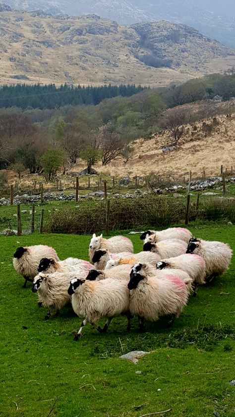 Ireland Core, Ireland Farm, Dark Irish, Ireland Sheep Aesthetic, Irish Mafia, Sheep Herding Aesthetic, Rural Ireland Aesthetic, Sheep In Ireland, Rural Ireland