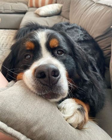 Burmese Mountain Dogs, Loyal Dog Breeds, Bernese Dog, Very Cute Dogs, Loyal Dogs, Pretty Animals, Mountain Dog, Bernese Mountain, Cute Animal Photos