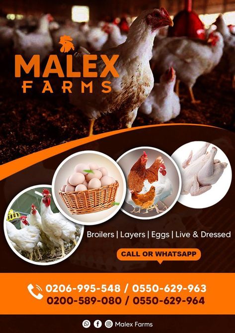 Farm Advertising Design, Poultry Farm Design Ideas, Chicken Flyer Design, Chicken Poster Design, Egg Advertising, Poultry Farm Design, Chicken Store, Shop Banner Design, Rabbits For Sale