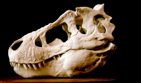 Tyrannosaur Skull Trex Skull, Dino Skull, T Rex Skull, Dinosaur Skull, Skull Reference, Dinosaur Tattoos, Animal Skeletons, Animal Skull, Dinosaur Skeleton