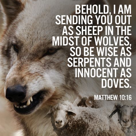 Behold, I am sending you out as sheep in the midst of wolves, so be wise as serpents and innocent as doves. – Matthew 10:16 Pantheon Lol, Matthew 10 16, Faith Stories, Gospel Of Matthew, Matthew 10, Bible Quotes Images, Be Wise, Good Shepherd, The Good Shepherd