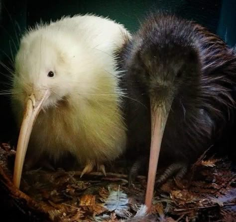 Kiwi Animal, Kiwi Birds, New Zealand Birds, Animals In The Wild, Albino Animals, Kiwi Bird, Being Different, Animal References, Silly Animals