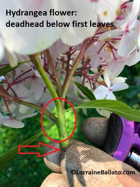 Deadheading Hydrangeas, Hydrangea Plant Care, When To Prune Hydrangeas, Horticulture Therapy, Pruning Hydrangeas, Hydrangea Landscaping, Big Leaf Hydrangea, Deadheading, Limelight Hydrangea