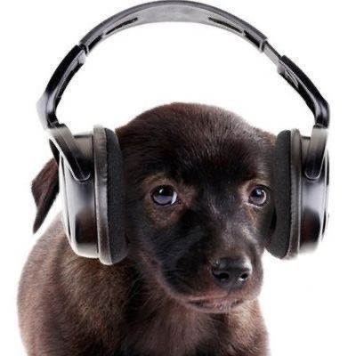 Dog Icon, Silly Dogs, Silly Animals, Silly Cats, Cat Ear Headphones, I Love Dogs, Reaction Pictures, Cute Icons, Cute Dogs