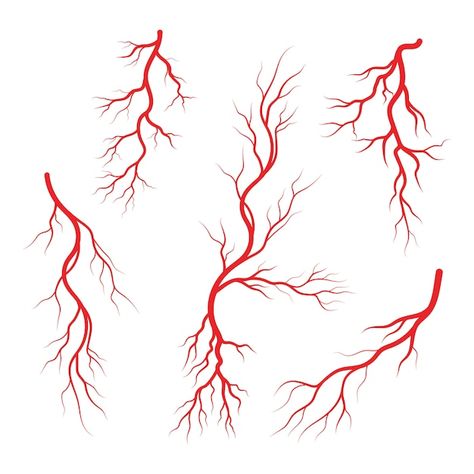 Vector human veins and arteries illustra... | Premium Vector #Freepik #vector #veins #blood-vessel #arteries #blood-circulation Heart Graphics, Infographic Design Template, Organic Remedy, Art Diary, Ap Art, Cityscape Photos, Vector Drawing, Line Tattoos, Heart With Arrow