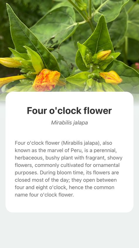 Mirabilis Jalapa, Clock Flower, Four O Clock, Flower Meanings, Plant Mom, Plant Collection, Wonderful World, O Clock, Wonders Of The World