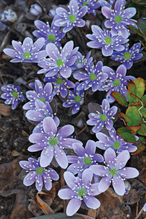 North American Wildflowers, Liverleaf Flower, Maine Flowers, March First, Anemone Hepatica, Gentian Flower, Native Grasses, Violet Evergreen, Shade Loving Perennials