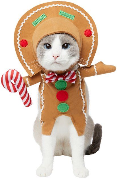 Buy Frisco Front Walking Gingerbread Dog & Cat Costume, X-Small at Chewy.com. FREE shipping and the BEST customer service! Dog Lockscreen, Gingerbread Dog, Cat Mad, Dog Kawaii, Dog Christmas Pictures, Candy Costumes, Candy Buttons, Dog Crochet, Christmas Dogs