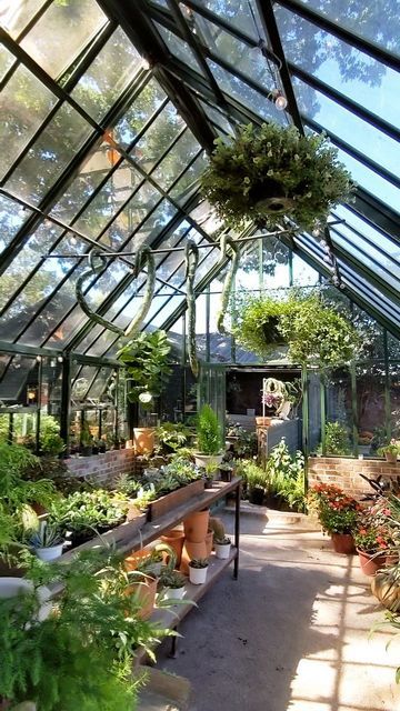 Green House Gardening, House Gardening, Nursery Garden, Greenhouse Interiors, Backyard Greenhouse, Greenhouse Ideas, Garden Greenhouse, Reels Instagram, Greenhouse Gardening