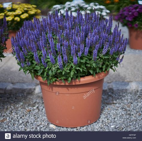 Flowers For Full Sun, Grow Sage, Growing Sage, Purple Salvia, Salvia Nemorosa, Full Sun Flowers, Sage Garden, Purple Sage, Purple Plants