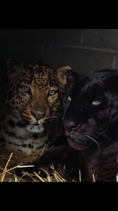 Leopard Eyes, Leopards, Black