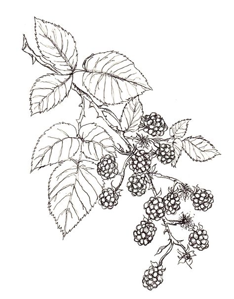 Blackberries (own sketch) Blackberry Coloring Page, Blackberry Plant Drawing, Mulberry Bush Tattoo, Blackberry Line Drawing, Simple Blackberry Tattoo, Embroidery Blackberries, Boysenberry Tattoo, Fruit Plant Tattoo, Blackberry Plant Tattoo