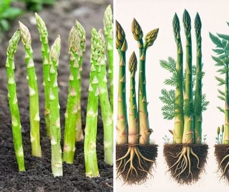 Plant Asparagus Seeds in the Fall and Have Asparagus Seedlings in the Spring! Harvesting Asparagus, Planting Asparagus, Asparagus Bed, Plant Asparagus, Asparagus Seeds, Nightshade Plant, Small Fruit Trees, Growing Asparagus, Asparagus Plant