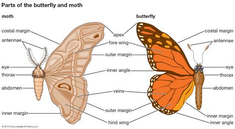 What Do Butterflies Eat, Wing Anatomy, Butterfly Facts, Butterfly And Moth, Butterfly Science, Moth Wings, Butterfly Species, Insect Art, Nature Study